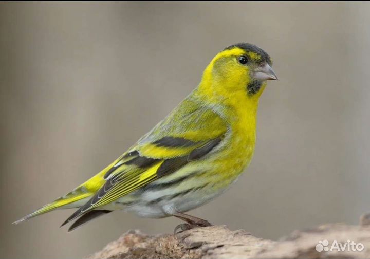 Зеленушки и чижи