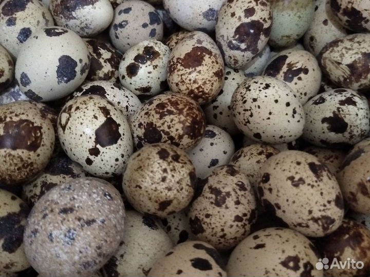 Яйца перепелиные инкубационные