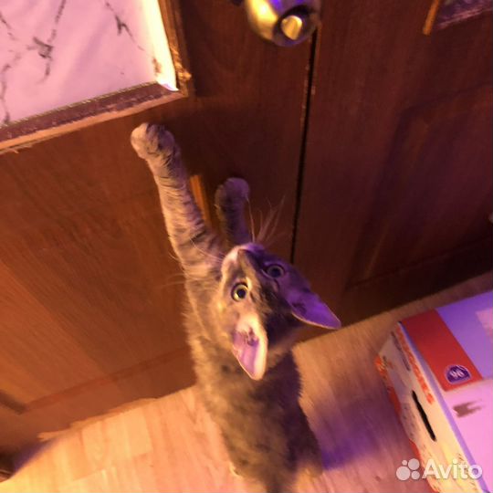 Сфинкс браш