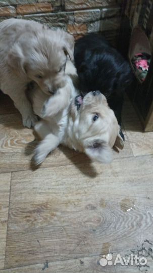 Лабрадор ретривер щенки