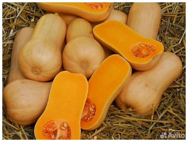 Тыква баттернат семена