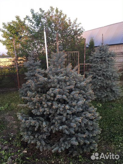 Декоративные растения