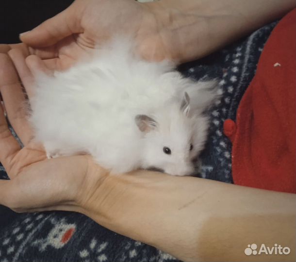 Хомяки ангорские длинношёрстные королевские