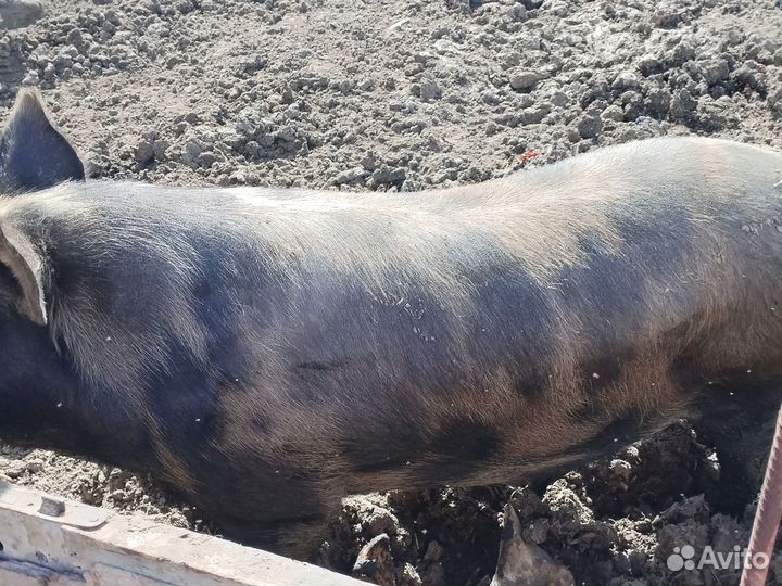 Хряк на племя