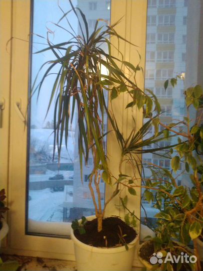 Комнатные растения