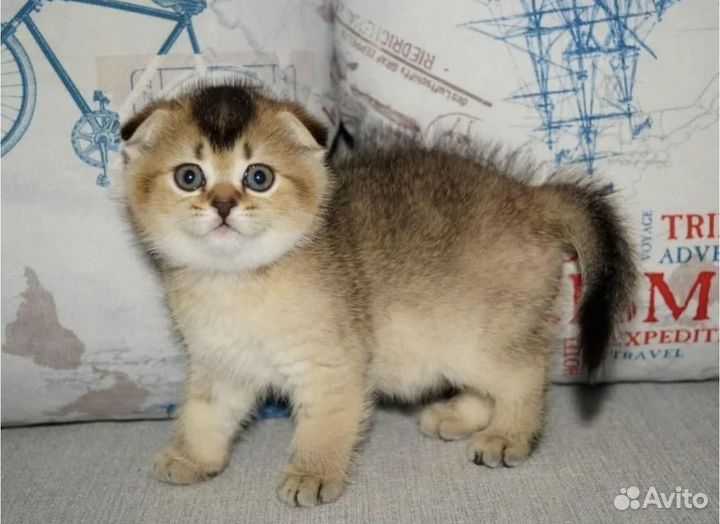 Шиншилла котята