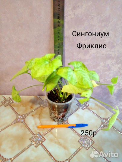 Сингониумы 1