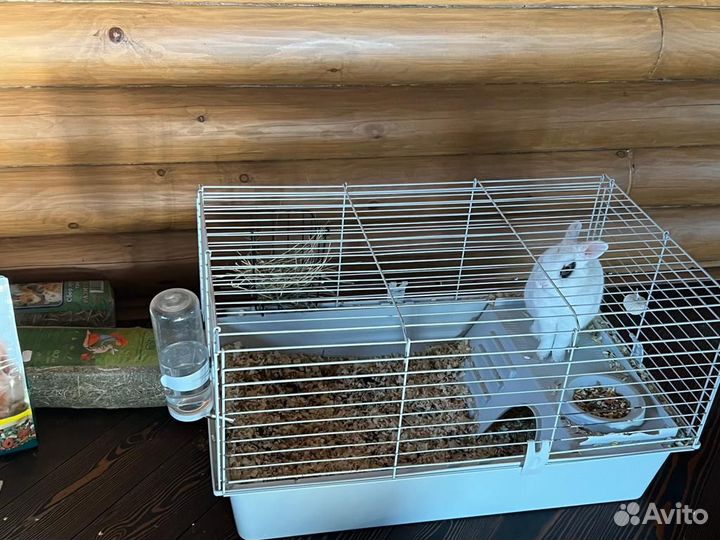 Декоративные карликовые кролики