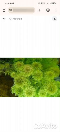 Аквариумное растение