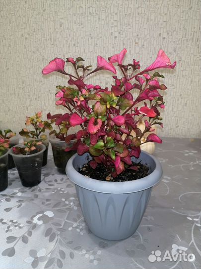 Альтернатера