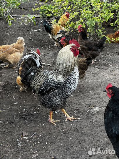 Продается молодой петушок