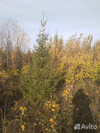 Новогодние ели