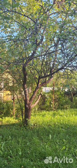 Покос травы триммером