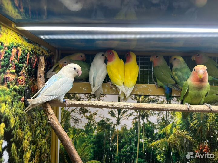 Попугай Неразлучники розовощекие