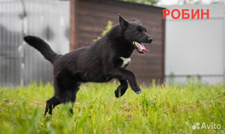 Собака бесплатно