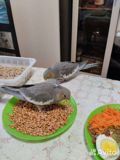 Попугайчик корелла