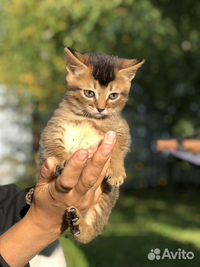 Котята чаузи
