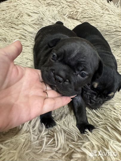 Французский бульдог