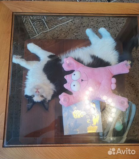 Кот мейн-кун вязка