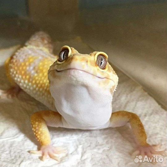 Эублефар