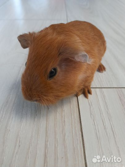 Морская свинка