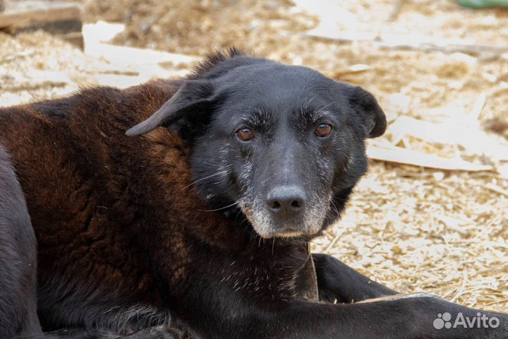 Собака, у которой мало шансов на дом
