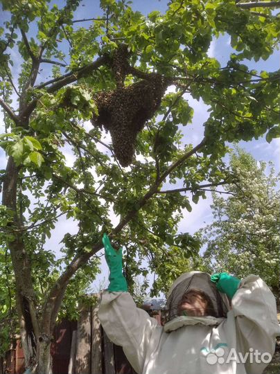 Пчелосемьи и Роевые семьи пчёл, или пасеку