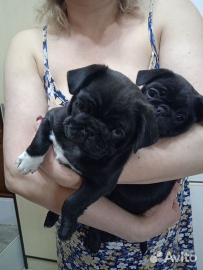Щенок мопса черный. Девочка. 15.01.24