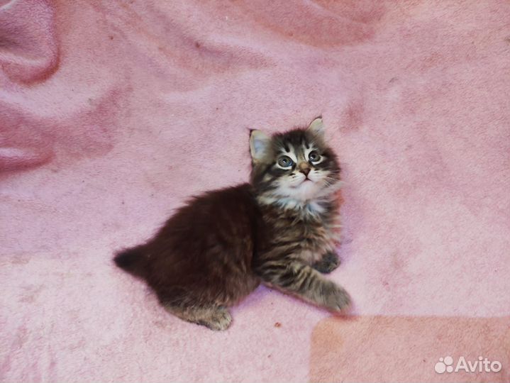 Котенок 1.5 месяца