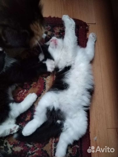 Котёнок (мальчик)