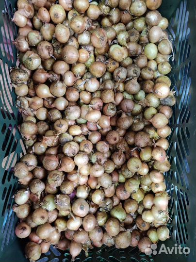 Лук-севок штутгартер