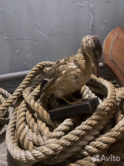 Чучело головы оленя и чучело утки