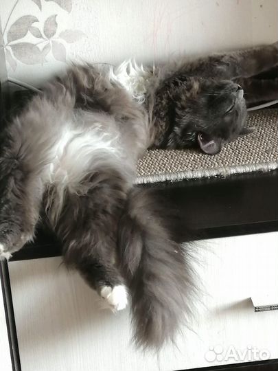 Молодой кот