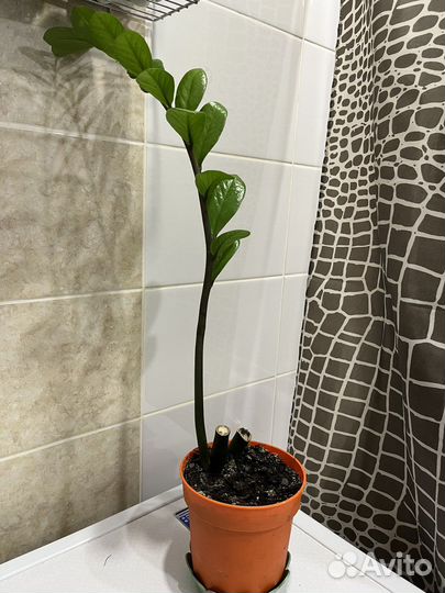 Замиокулькас