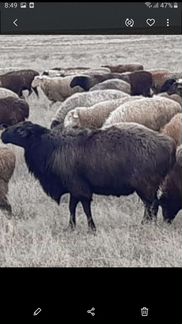 Племенные овцы