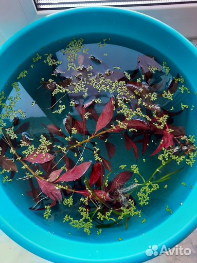 Людвигия рубин