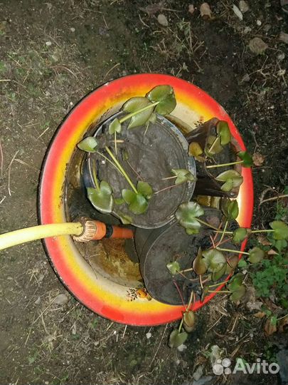 Нимфея 3х летка