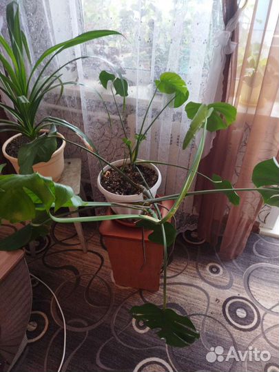 Продам цветы комнатные