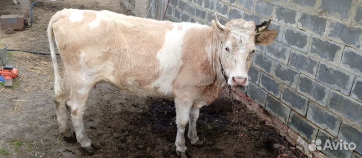 Продажа коровы