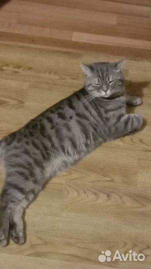 Британский кот