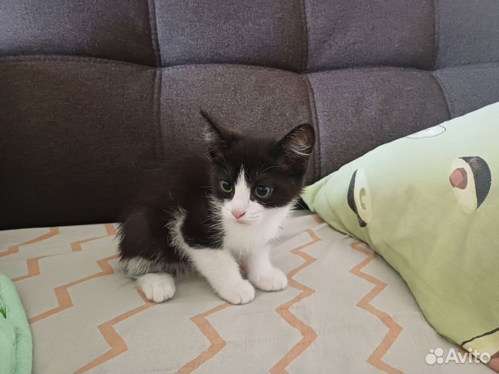 Кошка 2 месяца