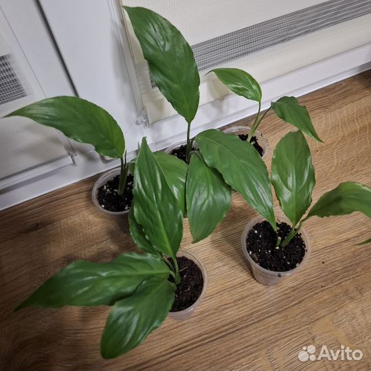 Спатифиллум