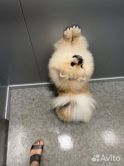 Померанский шпиц ищет невесу