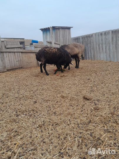 Баран на племя