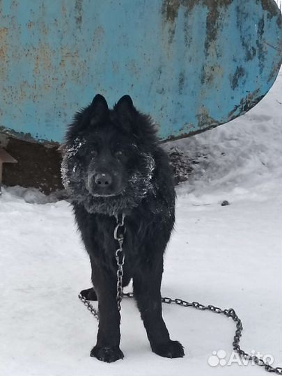 Немецкая овчарка черного окраса длинношёрстная