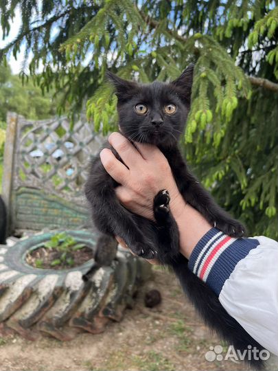 Британские котята