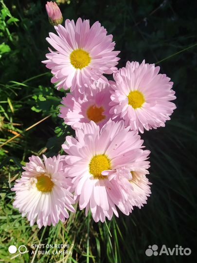 Многолетники