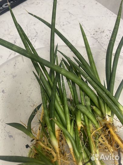 Сансевиерия цилиндрика