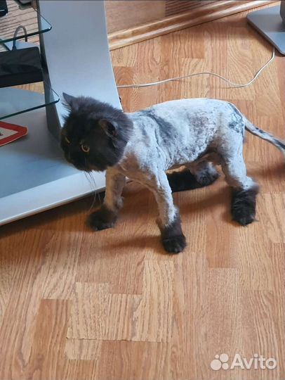 Британский кот, длинношерстный