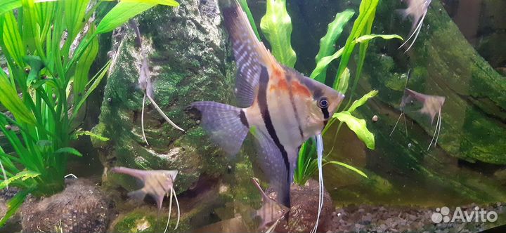 Скалярии манакапуру природная форма